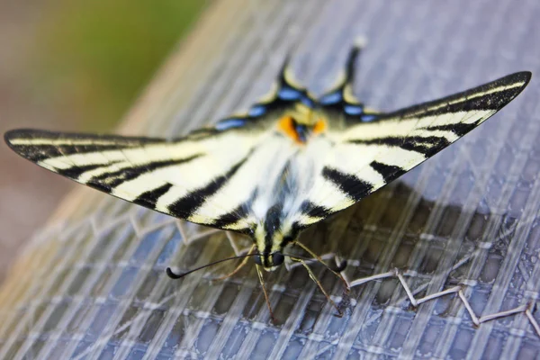 Vackra swallowtail butterfly — Stockfoto