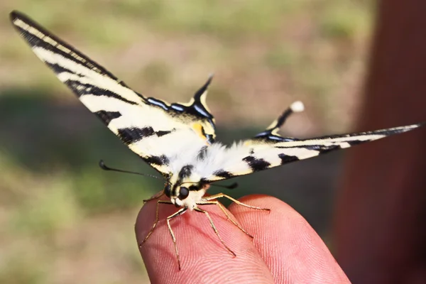 Güzel swallowtail kelebek — Stok fotoğraf