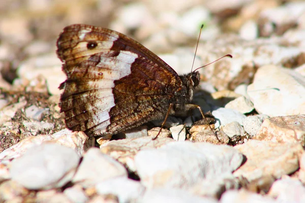 Lopinga achine метелик — стокове фото