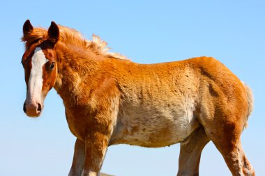 İtalya'da gerçekleştirilen güzel kırmızı atlar