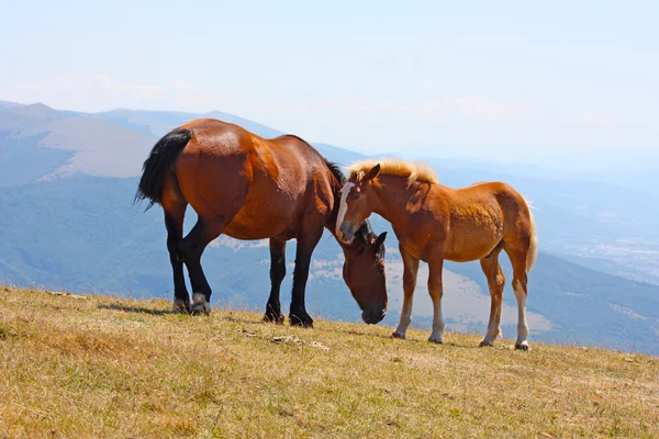 Red horses taken in the mountains — Stock Photo, Image