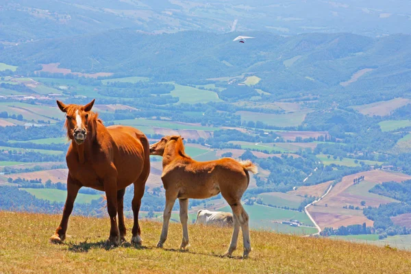 Cavalos vermelhos levados nas montanhas — Fotografia de Stock
