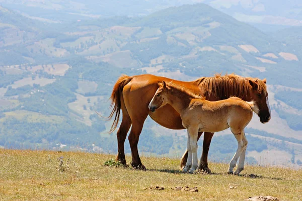 Rode paarden genomen in de bergen — Stockfoto