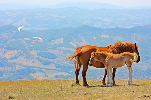 A hegyekben tett vörös lovak — Stock Fotó