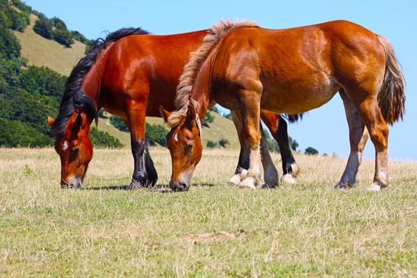 Schöne rote Pferde in Italien aufgenommen — Stockfoto