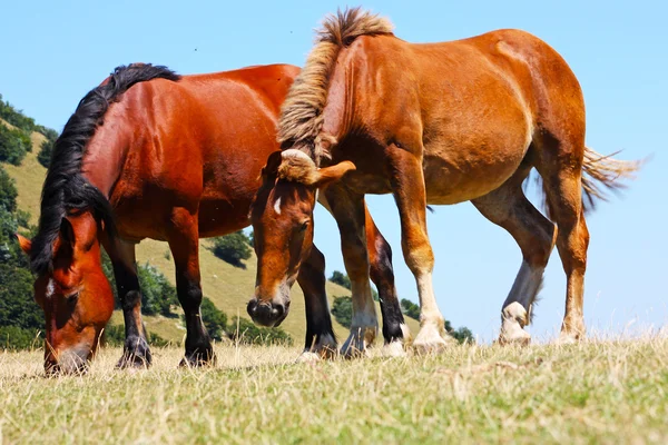 İtalya'da gerçekleştirilen güzel kırmızı atlar — Stok fotoğraf