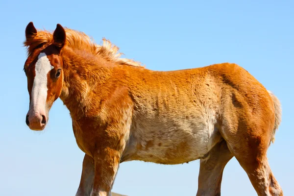 Vackra röda hästar i Italien — Stockfoto