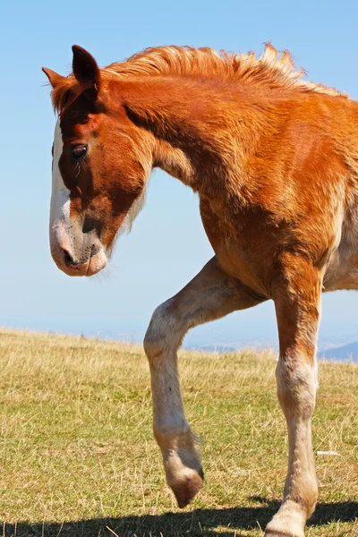 Mooie rode paarden genomen in Italië — Stockfoto