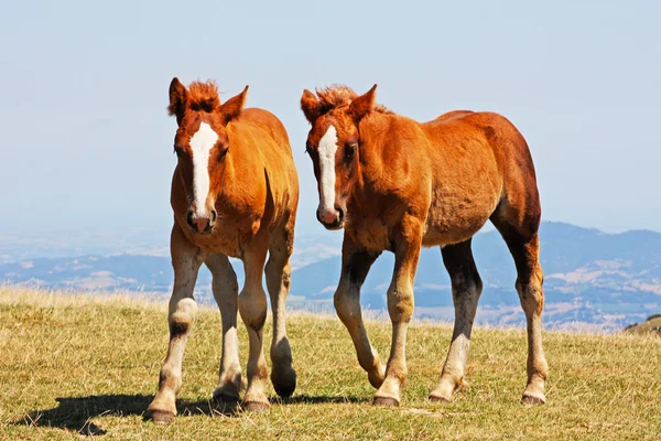 Vackra röda hästar i Italien — Stockfoto