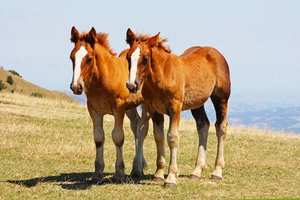 Belos cavalos vermelhos tomados na Itália — Fotografia de Stock