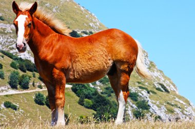 Kırmızı atı dağda çekilmiş