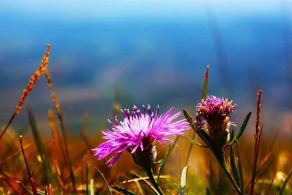 Fiore lilla in montagna — Foto Stock