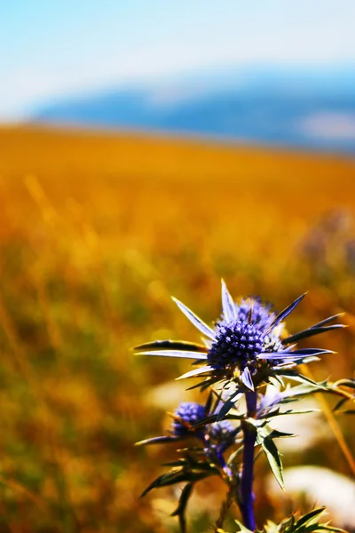 Modrá květina v horách — Stock fotografie