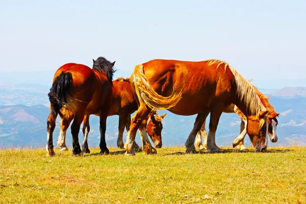 Cavalos vermelhos levados nas montanhas — Fotografia de Stock