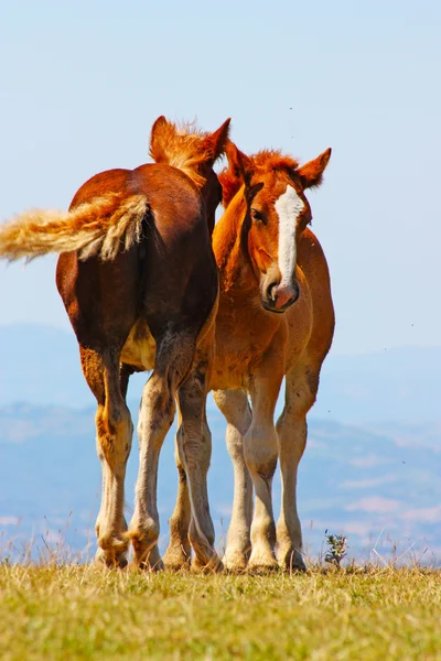 Röda hästar i bergen — Stockfoto