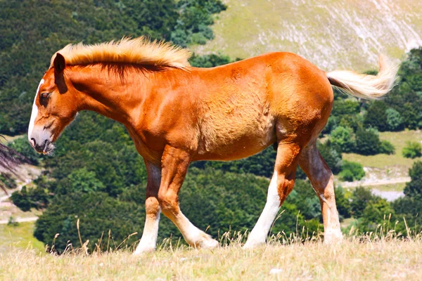 Kırmızı atı dağda çekilmiş — Stok fotoğraf