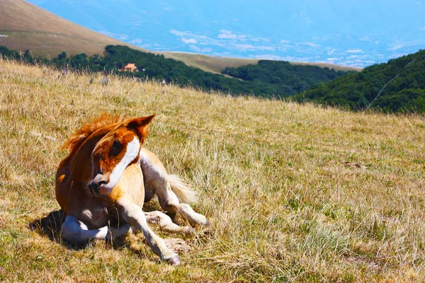 Красные лошади, взятые в горах — стоковое фото