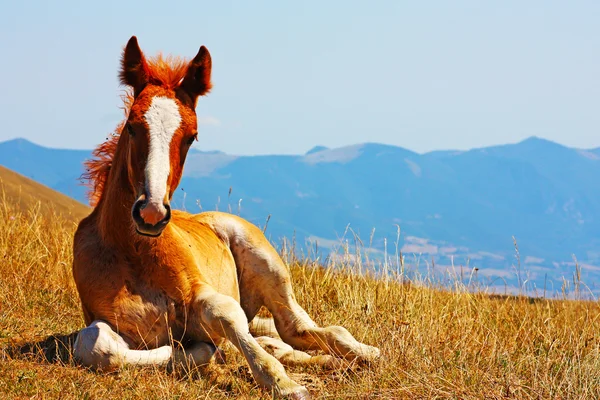 Kırmızı atı dağda çekilmiş — Stok fotoğraf
