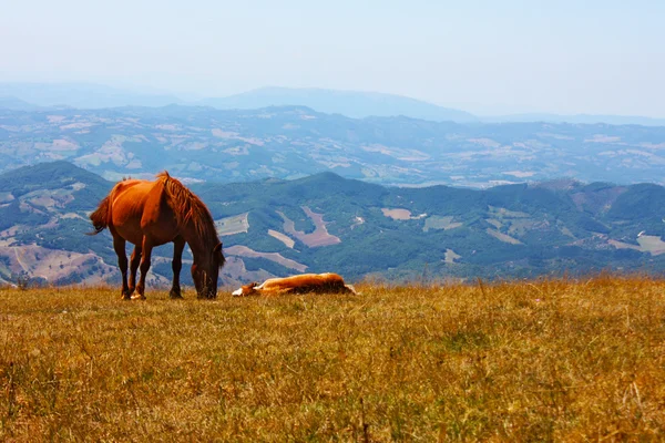 Cavalli rossi presi in montagna — Foto Stock