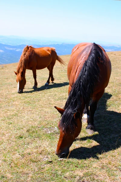 Röda hästar i bergen — Stockfoto
