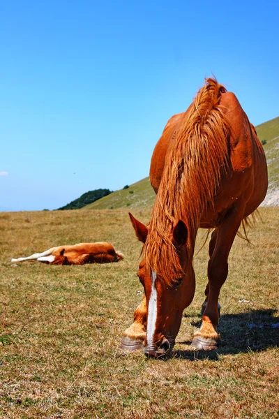 Rote Pferde in den Bergen — Stockfoto