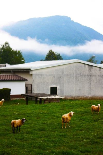 Pecore al pascolo nelle Alpi — Foto Stock