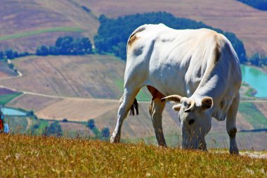 İtalyan apennines otlayan inekler