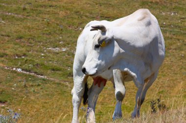 İtalyan apennines otlayan inekler