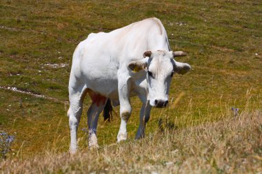 İtalyan apennines otlayan inekler