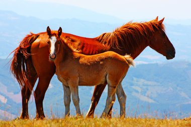 Red horses taken in the mountains clipart