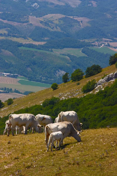 Vacas pastando nos Apeninos Italianos — Fotografia de Stock