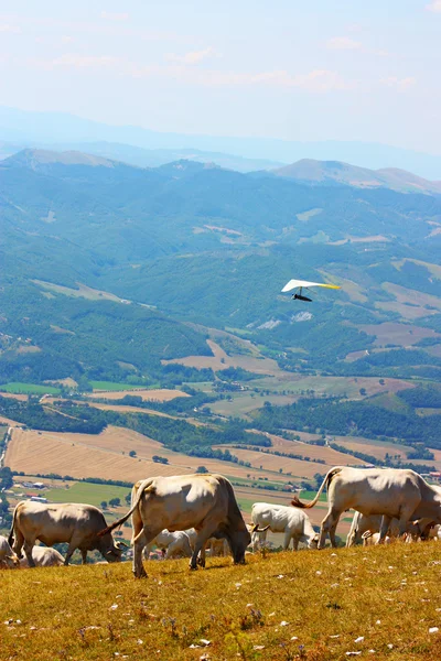 Vacas pastando en los Apeninos italianos —  Fotos de Stock
