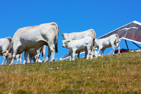 Yaz aylarında alınan İtalyan apennines otlayan inekler — Stok fotoğraf
