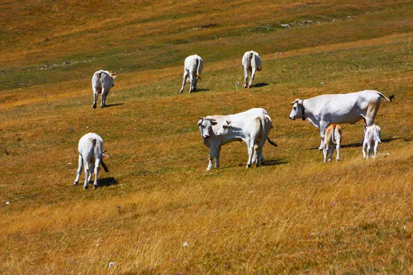 İtalyan apennines otlayan inekler — Stok fotoğraf