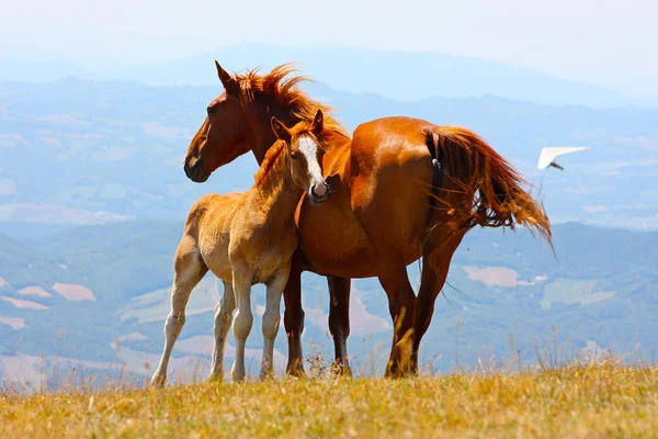 Červená koně v horách — Stock fotografie