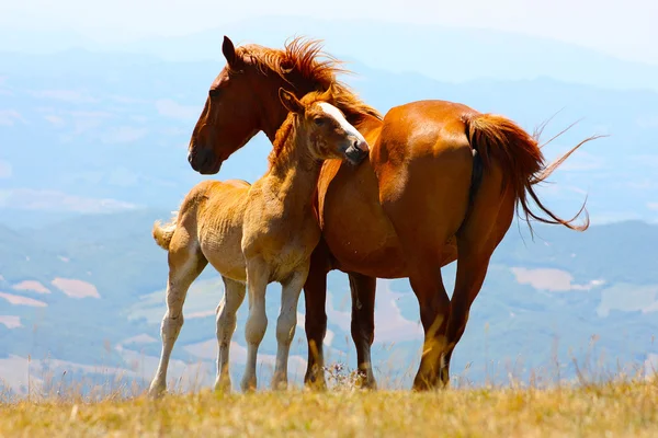 Rote Pferde in den Bergen — Stockfoto