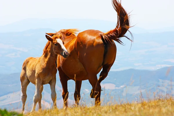 采取在山中的红马 — 图库照片