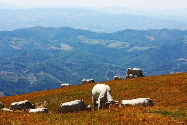 Vacas pastando en los Apeninos italianos — Foto de Stock