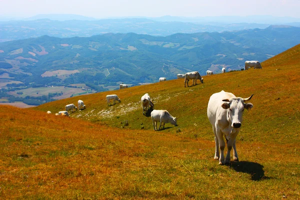 奶牛放牧的意大利亚平宁山脉 — 图库照片