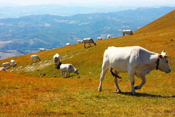 イタリアのアペニン山脈で放牧牛 — ストック写真