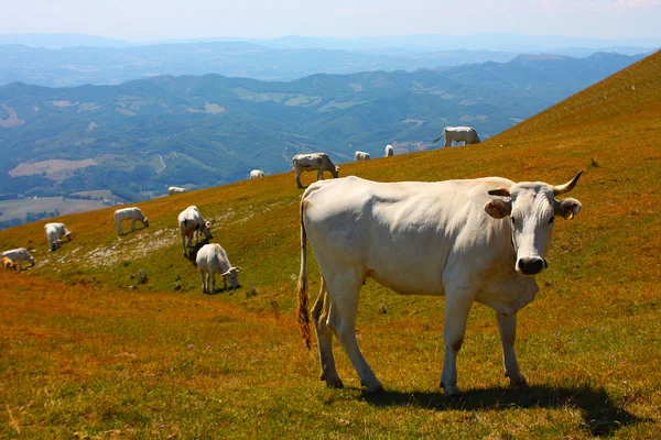 Koeien grazen in de Italiaanse Apennijnen — Stockfoto