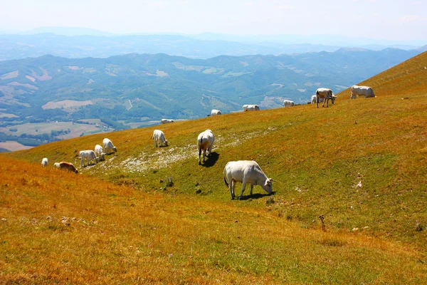 Коровы пасутся в итальянских Апеннинах — стоковое фото