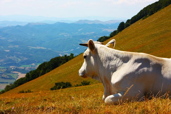 Kühe weiden in den italienischen Apenninen — Stockfoto