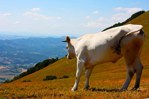 Vacas pastando en los Apeninos italianos —  Fotos de Stock