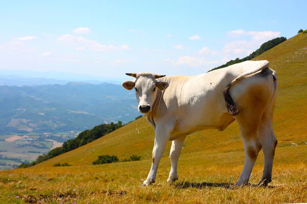 Koeien grazen in de Italiaanse Apennijnen — Stockfoto