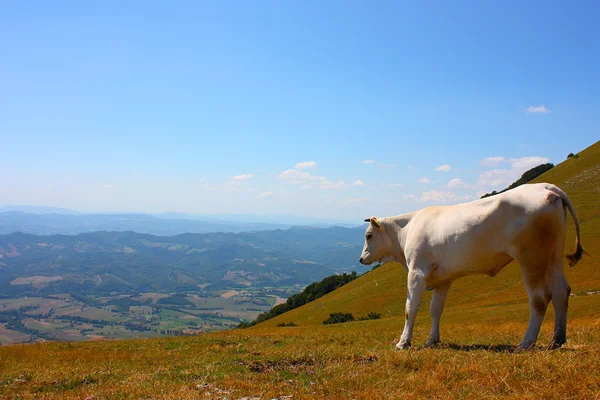 Pâturage des vaches dans les Apennins italiens — Photo