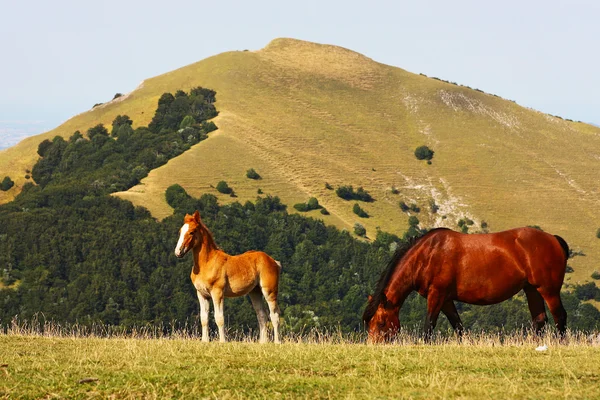 Rode paarden genomen in de bergen — Stockfoto