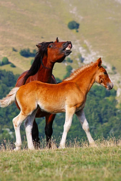 Красные лошади, взятые в горах — стоковое фото