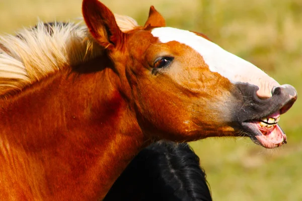 Caballos rojos capturados en las montañas —  Fotos de Stock