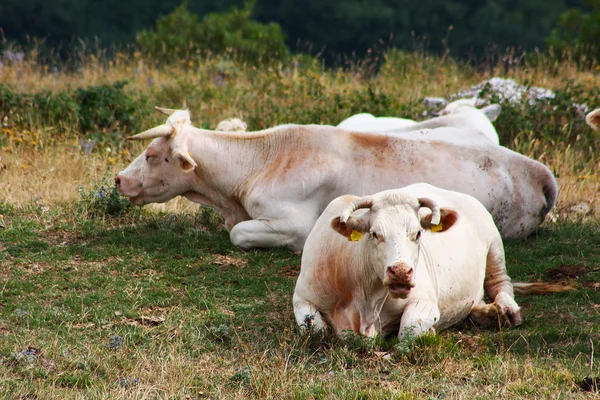 Коровы пасутся в итальянских Апеннинах, взятых летом — стоковое фото